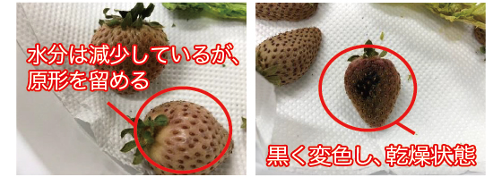 野菜・果物事例